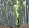 今年2回目の京都旅行へ