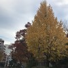 浜町公園の紅（黄）葉：東京は今ですよ！見事な銀杏の黄色！！