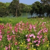 フォト・ライブラリー(431)宇部市ときわ公園〜湖畔の花と鳥たち