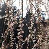 ３月の偕楽園の梅など