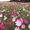 １０月１０日開花状況【鼻高展望花の丘】コスモス祭り２０２５年・終了間近に最高の見頃です