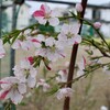「佐久の季節便り」、「源平枝垂れ」・「照手紅」などの花桃が、雨中に咲いて…＿