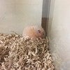あんずあん39日目