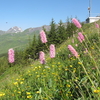 スイス草原の花たち