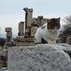 【旅行記】卒業旅行35-1 猫に占領されし古代遺跡・エフェスを歩く