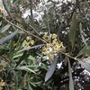 オリーブの花：イタリア滞在中の思い出