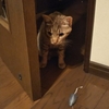 猫ブログ_リビングに入れない猫 #オシキャット