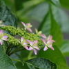 紫陽花