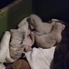 作業場に、ちび猫が