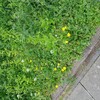 道端の草花