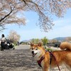 散りかけ･･･葉桜お花見