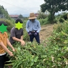 【 小中学部 】8/30(水)  農業体験「ミョウガの収穫」