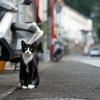 地元住宅街のねこさん