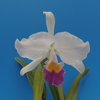 Cattleya trianae f. coerulea`Mihoko' BM/JOGA