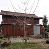 畑の銀杏　しばらく放置　Ginkgo tree in the field