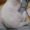 ミーさん成長日記１０
