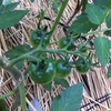 【小さな庭の家庭菜園】中玉トマト