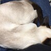 眠る細い人