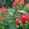 アナタの季節（近ごろわが家で咲く花は・・・）