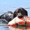 水難救助認定犬達の練習