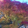 ごせん紅葉マラソンから3日（新潟はマラソンシーズンオフへ）