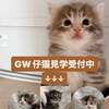愛知県ノルウェージャンフォレストキャットブリーダーHONOKUNI　GWも仔猫の見学受付中
