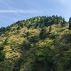 芽吹きの山