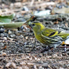 大阪城公園の野鳥　2021.3.15