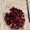 コーヒーの実を食べたらお腹痛くなった話I got a stomachache after eating coffee cherries 