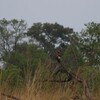 ヒメイヌワシ(Wahlberg's Eagle)