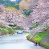 どこもかしこも春欄間だねって／東京千代田区千鳥ヶ渕にて