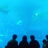 「沖縄」美ら海水族館に行きました