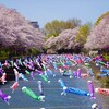 群馬県館林市の2019年(平成31年)さくらの開花情報