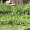ねこもよう、しりもよう