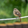 りすの合間に野鳥