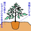 トマト苗 植え付けのコツ