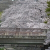 神戸市灘区の都賀川の桜満開！