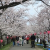 　桜まつりステージ・マーチングバンド