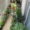園芸３年目