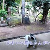 新しいアクションカメラでVlogを撮ってみた