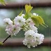 食べ物なのに「春雨」と書くのはどうして？