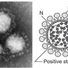 コロナ感染者