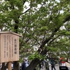 １月１５日・水曜日　【うんちくま２８：造幣局の桜１７】