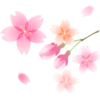 blossom 花