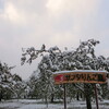 雪が積もる前に