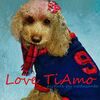 愛犬ティアモはなでしこジャパンを応援してます。