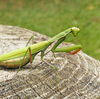 カマキリのエサ