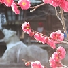 梅の花コラボスポット特集・梅の花×京都観光スポット