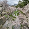 夙川と王子公園の残りさくら　兵庫県　西宮～神戸　前編