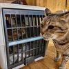 新入り猫と先住猫の初対面の様子（ちょっとしたハプニングあり）